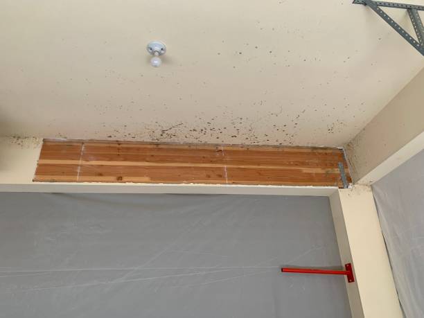 Biohazard Mold Removal in Warsaw, MO